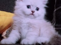 İstanbul içinde ulaşımını sağlıyorum british longhair