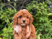 TEACUP KORE MALTİPOO YAVRULARI