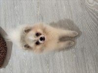 Güzel kızım daisy pomeranian boo