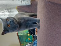 Sahibinden British Shorthair Kediler
