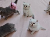 A kalite british longhair silver point