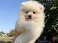 POMERANİAN BOO DİŞİ KARBEYAZ