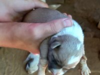 ANNE BABA KÜÇÜK IRK FİNO KÖPEĞİ YAVRULARI
