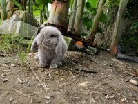 Mini Lop Tavşanı Yavrularımız