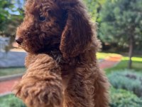 Toy poodle 2 erkek