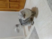 Chinchilla 8,5 Aylık
