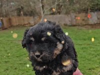 Maltipoo harika pofuduk yavrularımız