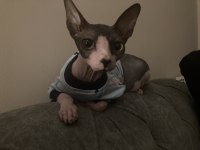 DİŞİ SFENKS KEDİMİZ YUVASINI ARIYOR