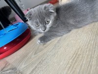 Scottish longhair ve british longhair yavrularımıza yuva