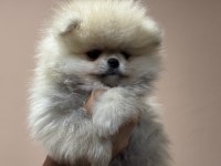 Petmode köpek çiftliğinde ziyarete açık pomeranian