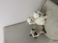 Teslime Hazır Red Point Ve Çikolata Point Yavru Kediler