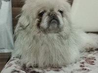 Nadir renk terrier