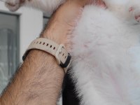 Scottish fold kedimiz