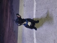 Güzel french bulldog oğlumuzun sahiplendireceğiz