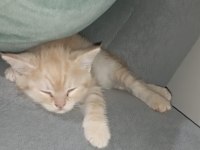 2 aylık erkek wc eğitimli british shorthair