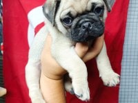 YAVRU ÇOK AKILLI ÇOK OYUNCU AİLE ÇOCUK DOSTU PUG