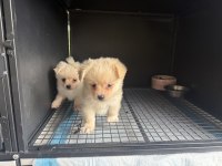 Pomeranian Spitz 