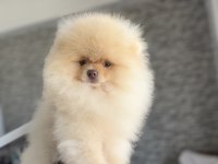 Show kalite fcı export pedigreli kore pomeranian