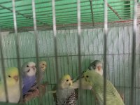 Yavru Muhabbet Kuşlarımız