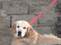 Erkek Golden Retriever