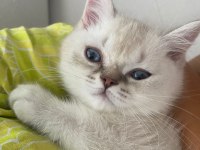 british shorthair mavi gözlü beyaz kedimizi sahiplendirme