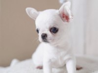 Mini Elma Kafa Küt Burun Chihuahua Bebekler