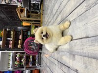 Orijinal pomeranian dişi yavru