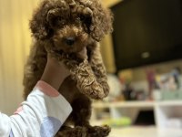Erkek - Dişi Toy Poodle Yavrular Yeni Ailesini Arıyor