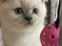 Sevimli British Shorthair Yavrular
