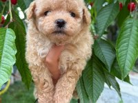 Maltipoo Teacup Bebekler