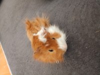 Guinea pig sağlıklı erkek ve dişi
