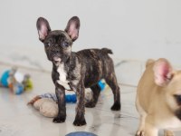 MUHTEŞEM FRENCH BULLDOG YAVRULARI