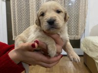 30 günlük sevimli golden retriever yavrularımız