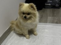 2.5 Yaşında Pomeranian Boo Surat Prenses