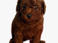 Kore toy poodle yavrularımız
