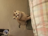 Britsh shorthair golden yavru
