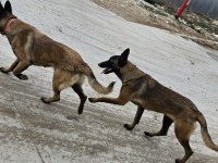 SAFKAN BELÇİKA KURDU BU KALİTE DE BİR DAHA YOK
