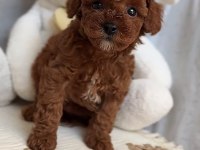 Toy Poodle Köpekleri