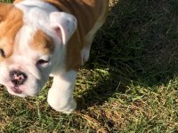 İNGİLİZ BULLDOG BEBEKLERİMİZ