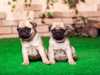 IRK VE SAĞLIK GARANTİLİ PUG