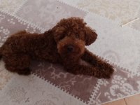 Korekan Poodle Koyu Renk Erkek