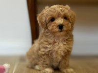 MALTİPOO  YAVRULARIMIZ