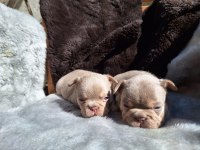 NEW SHADE İSABELLA DİŞİ FRENCH BULLDOG YAVRULAR