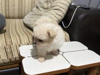 Pomerian boo