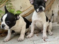 Konya içi elden teslim french bulldog yavrular