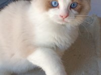 Show kalite erkek ragdoll yavrumuz yeni ailesini arıyor