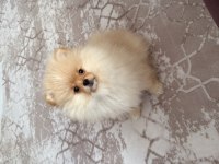 3 aylık pomeranian