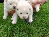 SPİTZ KÖPEKLER (POMERANİAN SPİTZ)