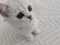 2 aylık british shorthair bebişimiz yeni ailesini arıyor