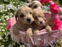 Maltipoo yavrularım
